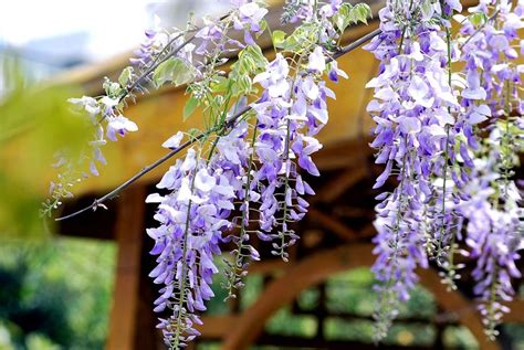 藤蔓植物種類|有哪些典型的「藤蔓植物」？它们的生长习性 ...